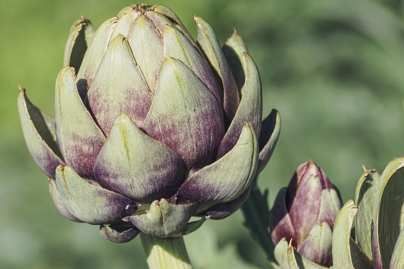Edible Plants Guide