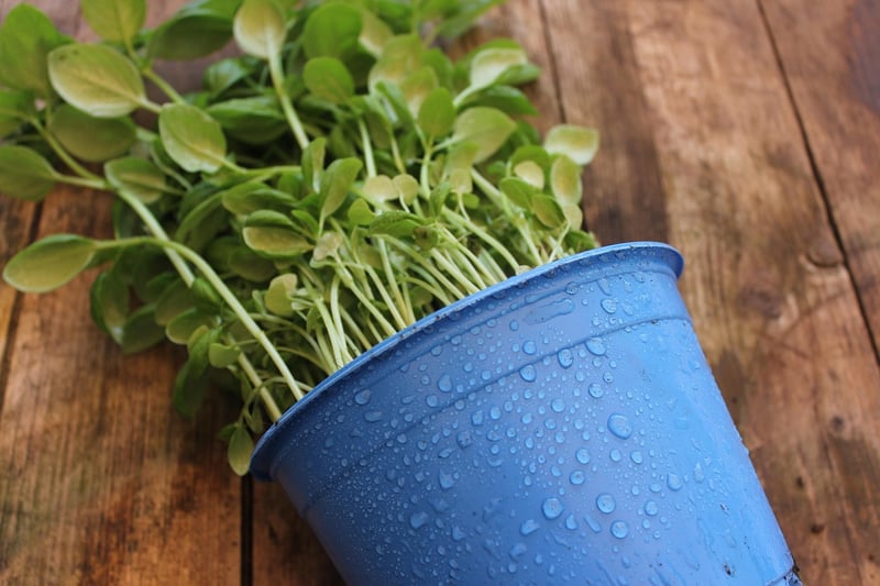 Vertical Gardening